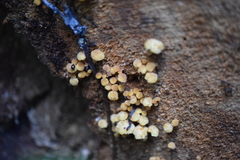 Fungi