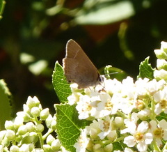 Satyrium tetra