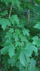 Acer nigrum