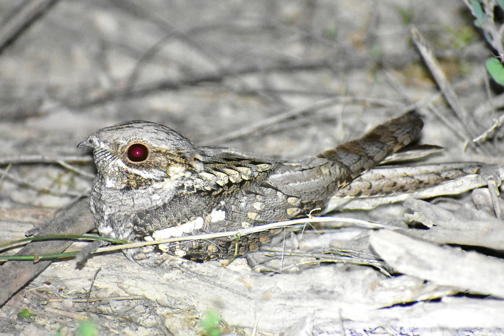 European Nightjar