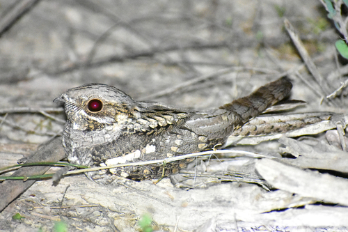 European Nightjar