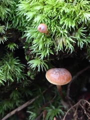 Xeromphalina cauticinalis pubescentipes
