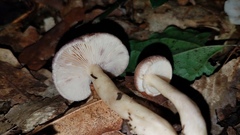 Lactarius uvidus