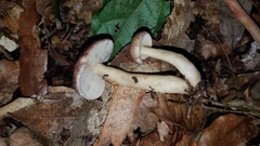 Lactarius uvidus