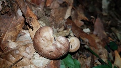 Lactarius uvidus