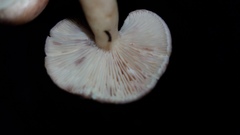 Lactarius uvidus
