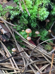 Xeromphalina cauticinalis pubescentipes