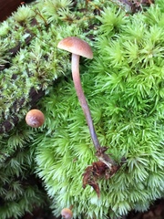Xeromphalina cauticinalis pubescentipes