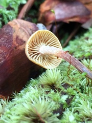 Xeromphalina cauticinalis pubescentipes