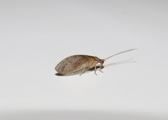 Nusalala tessellata