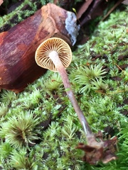 Xeromphalina cauticinalis pubescentipes