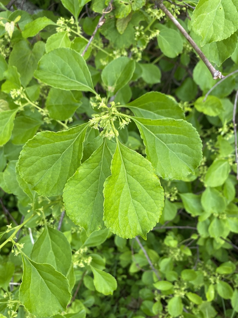 Oriental bittersweet from Madison, CT, US on May 29, 2023 at 0641 AM