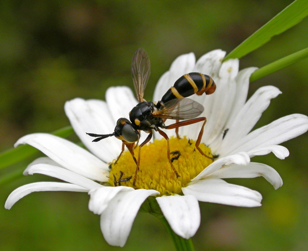 Conops quadrifasciatus from Пунозеро, Медвежьегорский р-н, Респ ...