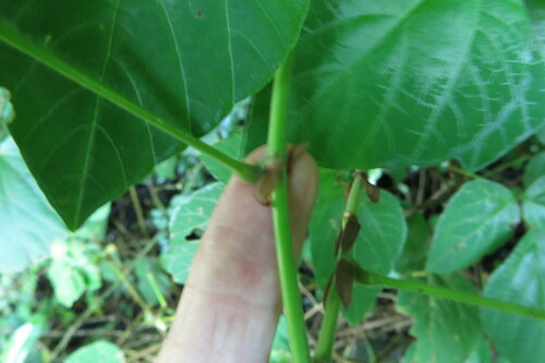 Image of Hylodesmum repandum by no rights reserved