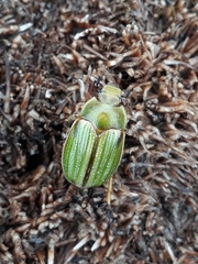 Stethaspis intermediata