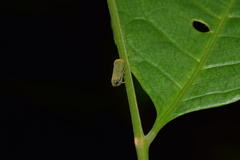 Cicadellidae