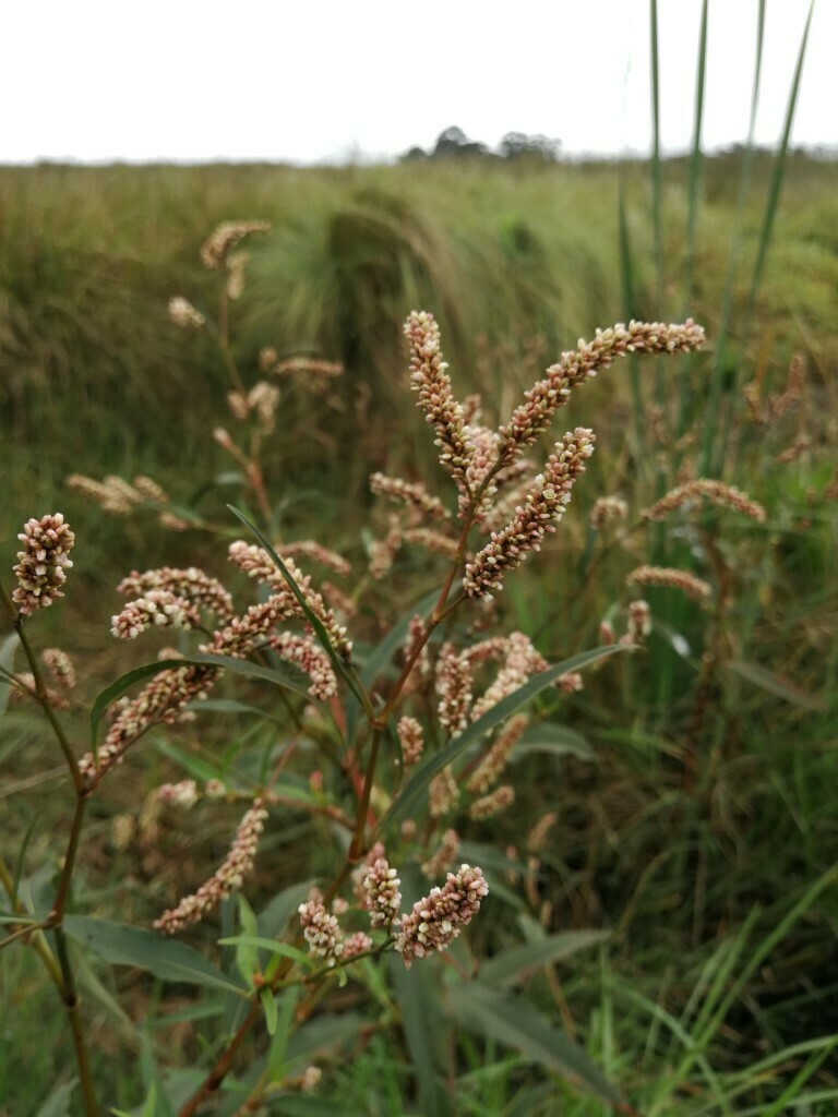 pale smartweed from Gert Sibande District Municipality, South Africa on ...