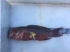 Variola albimarginata