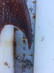 Variola albimarginata