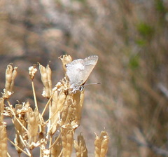 Satyrium tetra