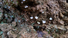 Cyphellostereum pusiolum