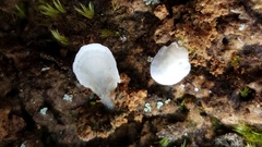 Cyphellostereum pusiolum