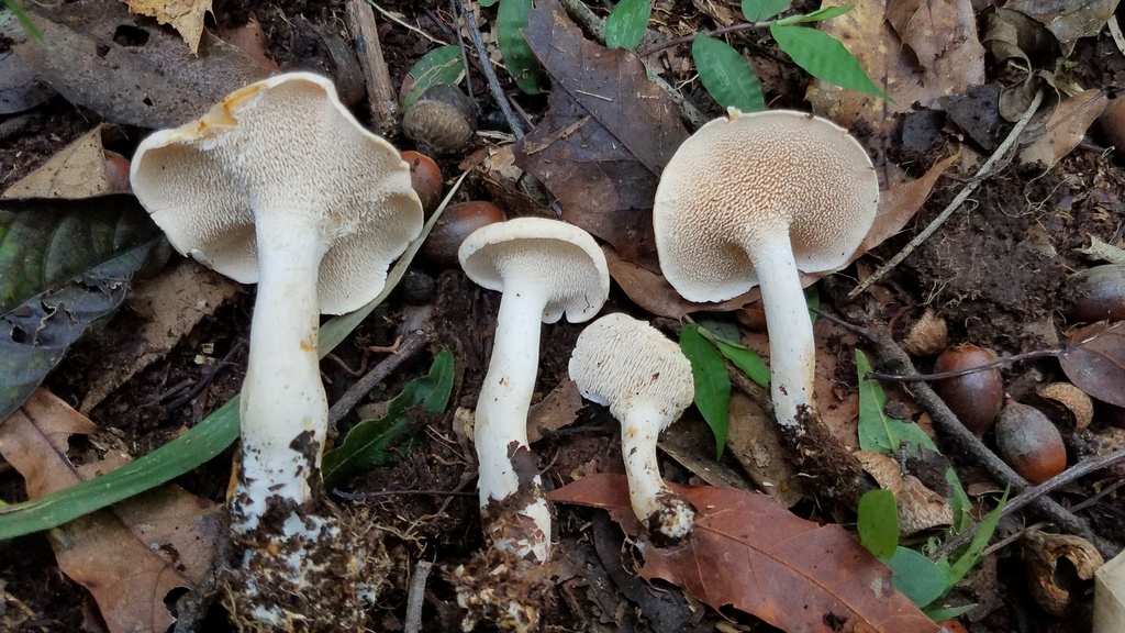 Hydnum zongolicense
