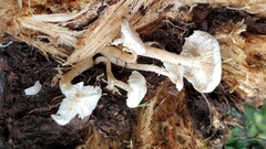 Ripartitella brasiliensis