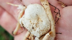 Ripartitella brasiliensis