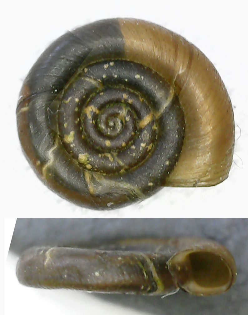 Anisus spirorbis