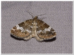 Perizoma alchemillata