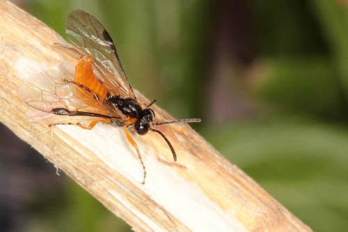 Athalia cordata
