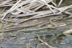 Nerodia clarkii clarkii