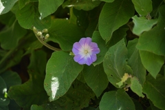 Convolvulus canariensis image