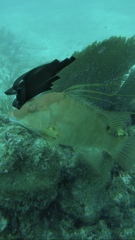 Lachnolaimus maximus