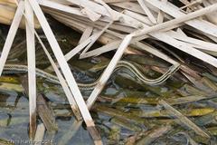 Nerodia clarkii clarkii