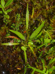 Plantago unibracteata