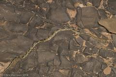 Bogertophis subocularis subocularis