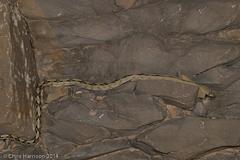 Bogertophis subocularis subocularis