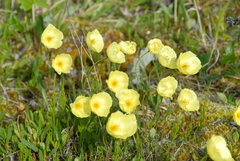 Papaver macounii discolor
