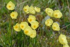 Papaver macounii discolor