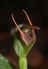 Pterostylis humilis
