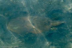 Apalone spinifera emoryi