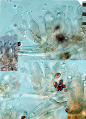 Leucoagaricus croceovelutinus