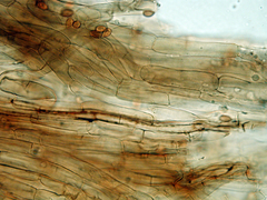 Leucoagaricus croceovelutinus