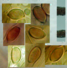 Leucoagaricus croceovelutinus