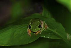 Agalychnis moreletii