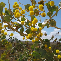 Acacia pyrifolia