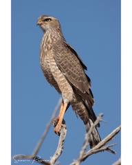 Pale Chanting Goshawk photo 2