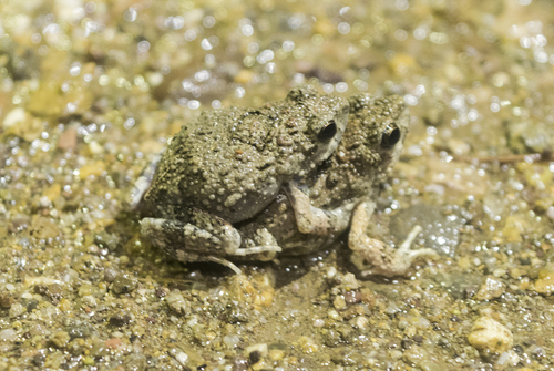 Túngara Frog